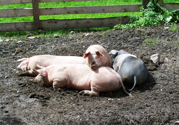 Vier Schweine im Auslauf