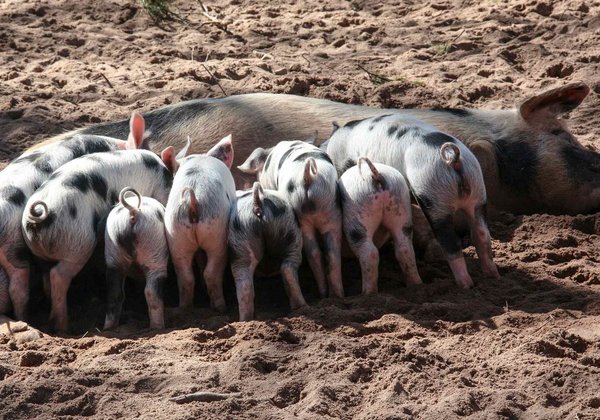 Acht Ferkel beim Saugen an der Sau im Freien