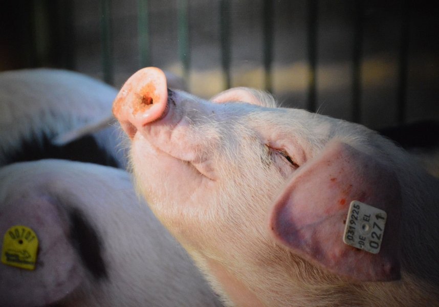 Ferkel mit erhobenem Kopf und geschlossenen Augen