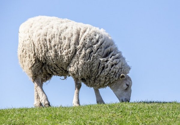 Weißes Schaf beim Grasen