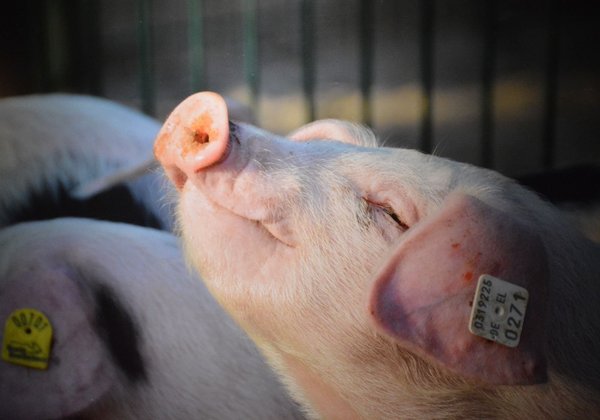 Ferkel mit erhobenem Kopf und geschlossenen Augen