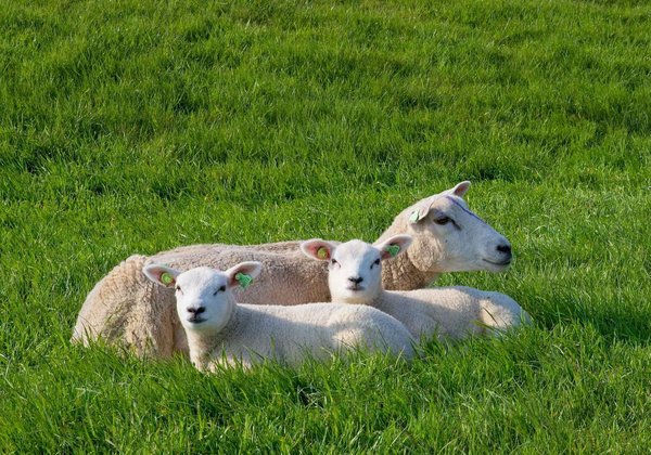 Weißes Schaf und zwei weiße Lämmer liegen auf der Wiese