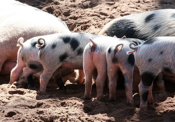 Fünf Ferkel beim Saugen an der Sau